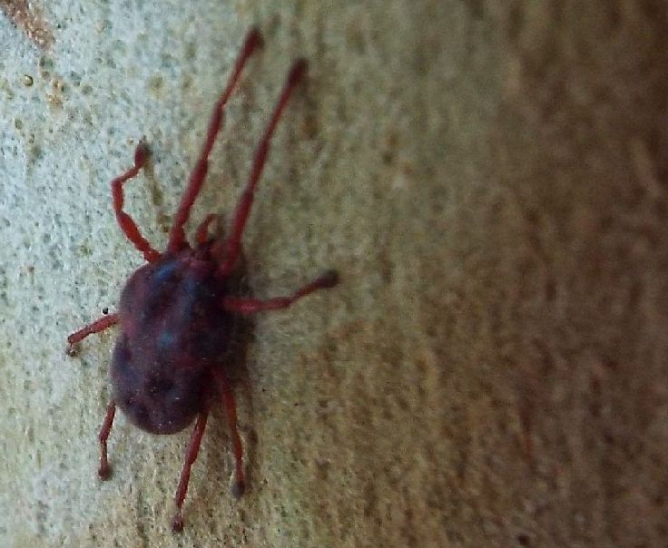 Acaro australiano: probabile famiglia Erythraeidae